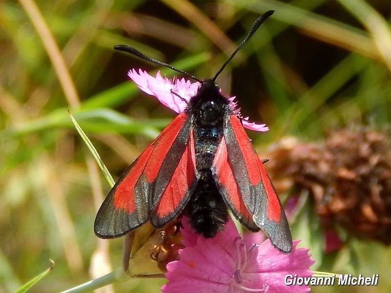 Zygaena da ID - Zygaena (Mesembrynus) purpuralis